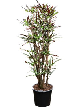 Croton (Codiaeum) variegatum \'Mammi\' Vertakt