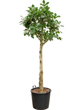 Ficus benghalensis \'Audrey\' Stam