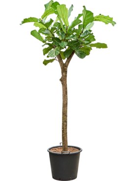 Ficus lyrata (240-260cm) Stam