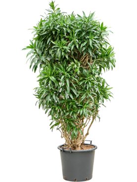Pleomele (Dracaena) reflexa \'Song of Jamaica\' Vertakt