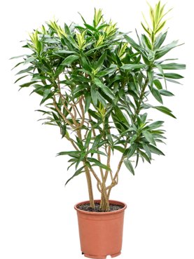 Pleomele (Dracaena) reflexa \'Song of Sri Lanka\' Vertakt