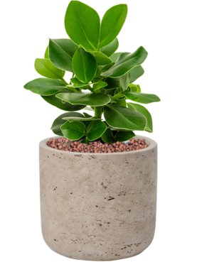 Clusia rosea \'Princess\' in Rough Hydrocultuur