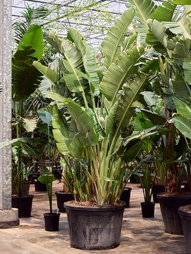 Strelitzia nicolai (320-350cm) Toef