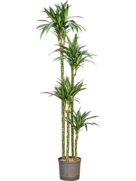 Dracaena fragrans \'Ulises\' 120-90-60-30