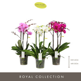 Phalaenopsis Impresso mix 3-Tak Diverse kleuren