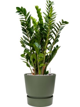 Zamioculcas zamiifolia in Greenville Grond (Vulkastrat)