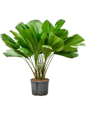 Licuala grandis 3-Stam