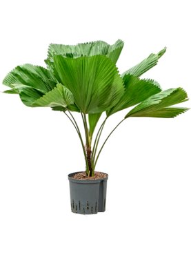 Licuala grandis Stam