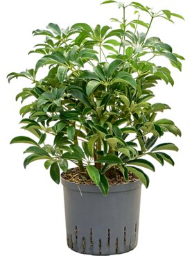 Schefflera arboricola \'Compacta\' Bush
