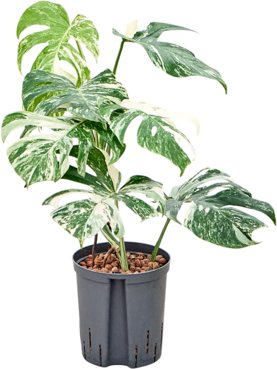 Monstera deliciosa \'Variegatum\' Bush
