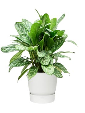 Aglaonema \'Stripes\' in Greenville Grond (Vulkastrat)