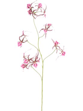 Orchid Spider Lavender