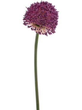 Allium Spray Purple