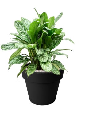 Aglaonema \'Stripes\' in Green Basics Grond (Vulkastrat)