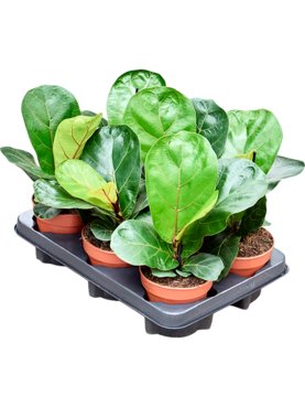 Ficus lyrata \'Bambino\' 6/tray