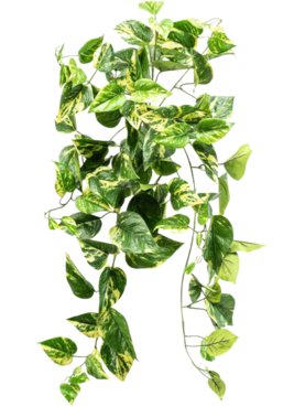 Scindapsus Hanging Bush (FR)