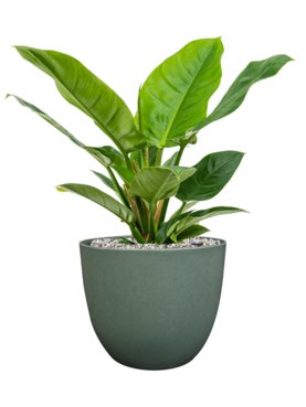 Philodendron \'Imperial Green\' in Artstone Grond (Vulkastrat)