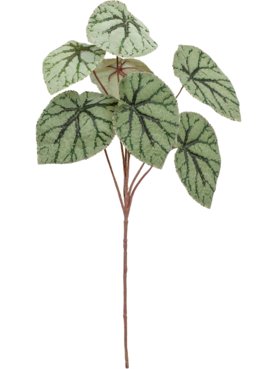 Begonia Bush Green (FR)