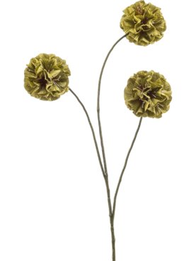 Scabiosa Spray Green