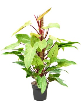 Philodendron \'Painted Lady\' Mosstok 100