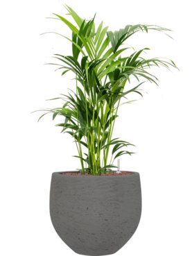 Kentia (Howea) forsteriana in Rough Hydrocultuur