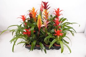 Bromelia mix