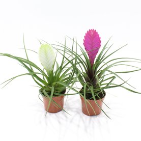 Tillandsia mix