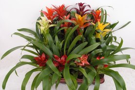 Guzmania mix