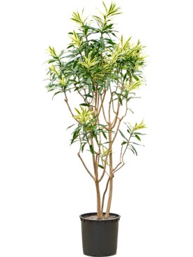 Pleomele (Dracaena) reflexa \'Song of Sri Lanka\' Vertakt