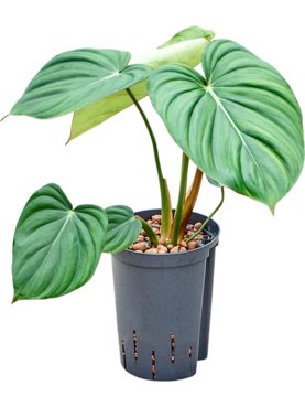 Philodendron \'Mc Dowell\' Bush