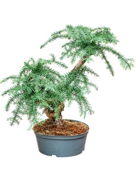 Araucaria cunninghamii Bonsai