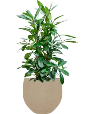 Ficus cyathistipula in Rough Grond (Vulkastrat)