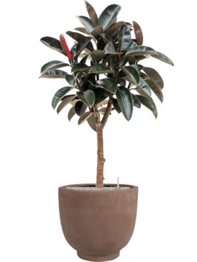 Ficus elastica \'Abidjan\' in Terra Cotta Kevin Grond (Vulkastrat)