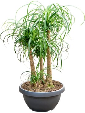 Beaucarnea recurvata Vertakt