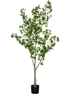 Ginkgo Biloba Tree L