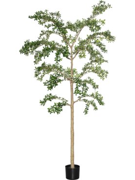 Bucida Buceras Shady Lady Tree XXL