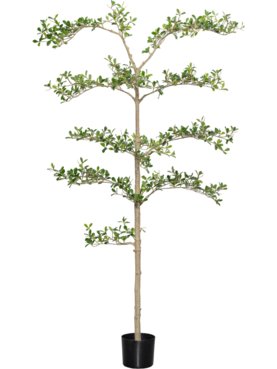 Bucida Buceras Shady Lady Tree L