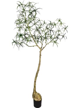 Queensland Bottle Tree L