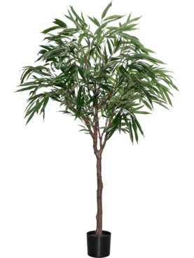 Ficus Alii Tree L