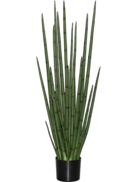 Sansevieria Cylindrica M