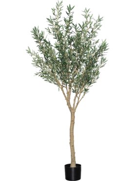 Olea Europaea Tree XL