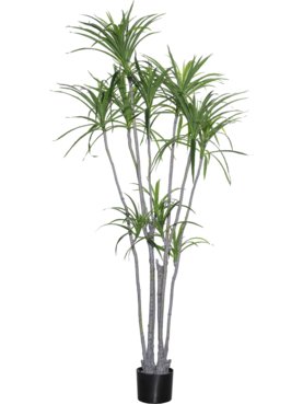 Dracaena Marginata XL