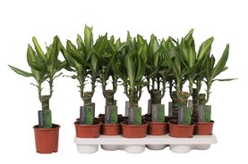 Dracaena fragrans \'Mass Coast\'