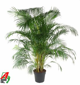Dypsis (Areca) lutescens Toef