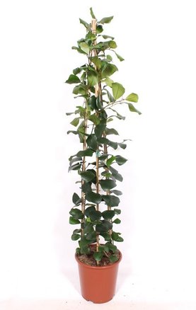 Ficus natalensis \'Trinova\' Piramide