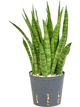 Sansevieria kirkii Toef (Bims)