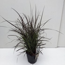 Pennisetum advena \'Summer Samba\'