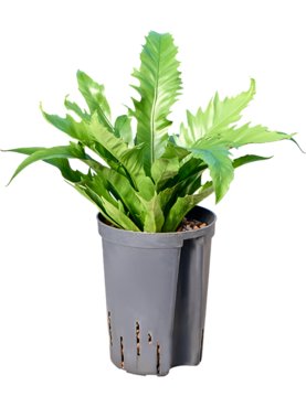 Asplenium antiquum \'Gioia\'