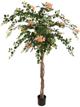 Bougainvillea Tree Peach