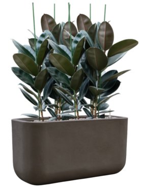 Ficus elastica \'Abidjan\' in Baq Seren Grond (Vulkastrat)